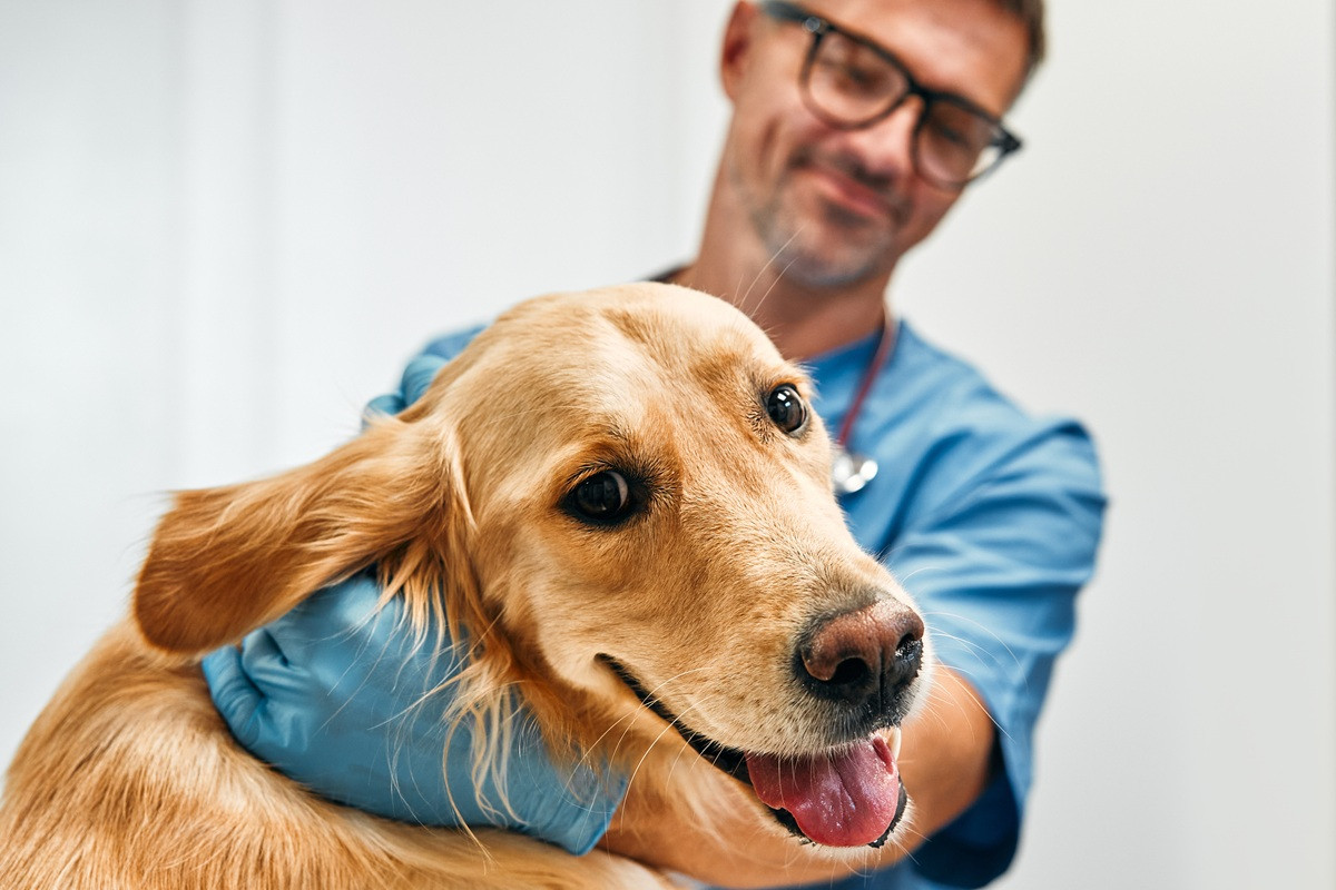 Hond mee naar de baas
